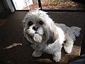 Male Lhasa Apso, aged 18 months.