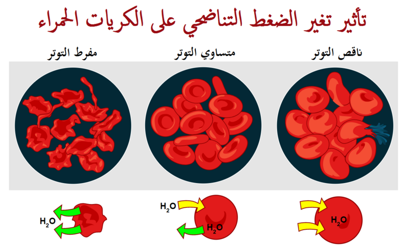 File:Osmotic pressure on blood cells diagram-ar.png