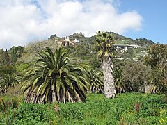 Vue générale de Mortola inferiore depuis les jardins de la villa Hanbury.