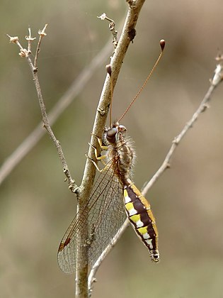 Exemplar fêmea da espécie Ascalaphus sinister. (definição 1 536 × 2 048)