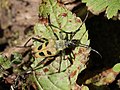 Pachyta quadrimaculata Linnaeus, 1758