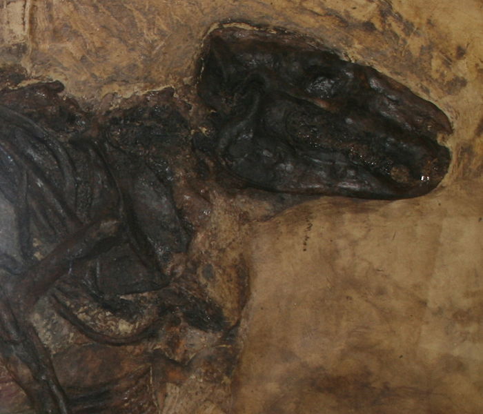 File:Palaeotherium hassiacum-Messel Pit.JPG