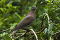 Pale-vented Pigeon -Sarapiqui - Costa Rica S4E0867 (26697349415).jpg