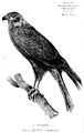 Lithografie eines Réunionweihen Weibchens