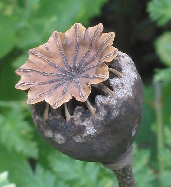 File:Papaver open zaadkleppen.jpg