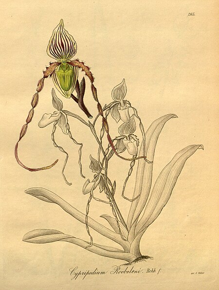 Tập_tin:Paphiopedilum_philippinense_var._roebelenii_(as_Cypripedium_roebelenii)_-_Xenia_3-265_(1893).jpg