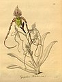 Венерин башмачок — 19 фото с описанием, особенности выращивания