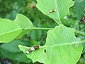 young caterpillar