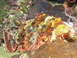 Papua Scorpionfish, Bunaken Island.jpg