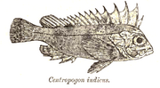 Miniatura per Paracentropogon longispinis