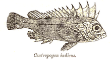 Paracentropogon longispinis Hari.png