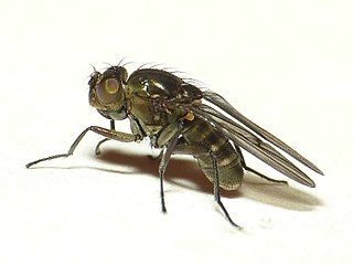 <i>Paracoenia fumosa</i> Species of fly