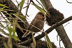 Thumbnail for Three-toed parrotbill