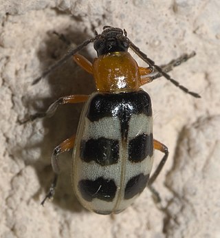 <i>Paranapiacaba tricincta</i> Species of beetle