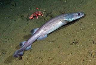 Filetail catshark Species of shark