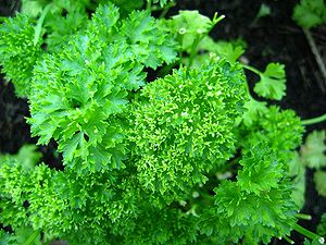 Parsley.jpg