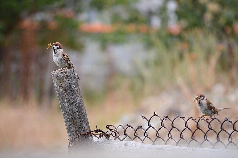 File:Passer montanus (9).jpg