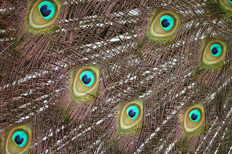 File:Pavo cristatus in Barbados Wildlife Reserve 19.jpg