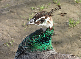 Peacock (female)