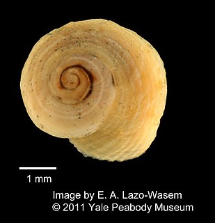 <i>Peasiella</i> Genus of gastropods