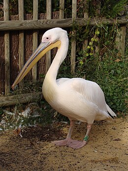 Pelecanus onocrotalus.001 - Faunia.jpg