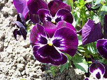 Pansy flowers