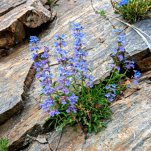 Penstemon Virens growing from a rockface, Clear Creek County. Penstemon virens on rockface.png