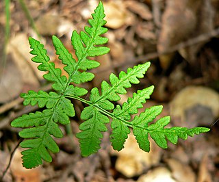 <i>Pentagramma triangularis</i> Species of fern