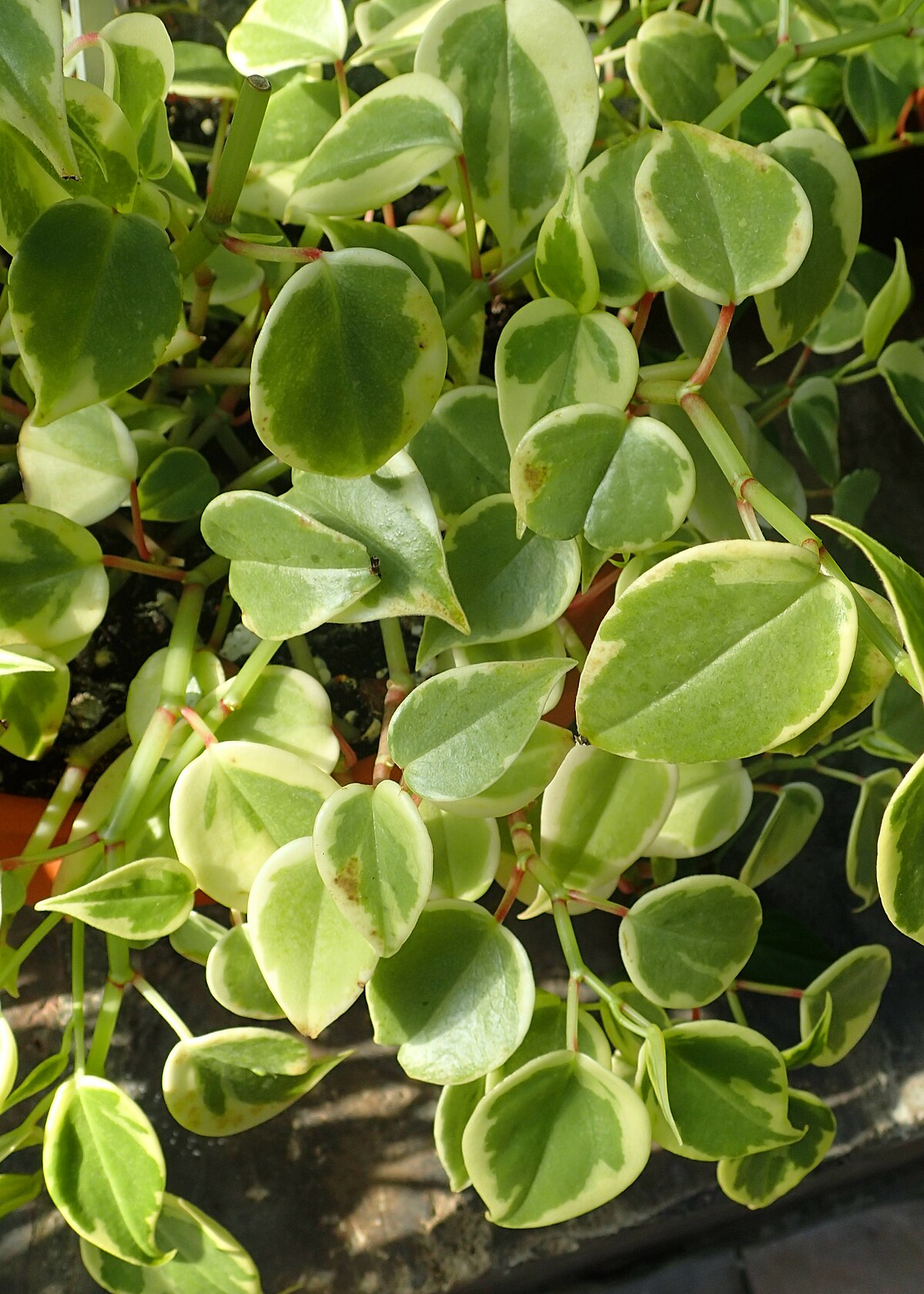 Cupid Peperomia Variegated Peperomia Serpens 4 Inch HeartShaped Leaves