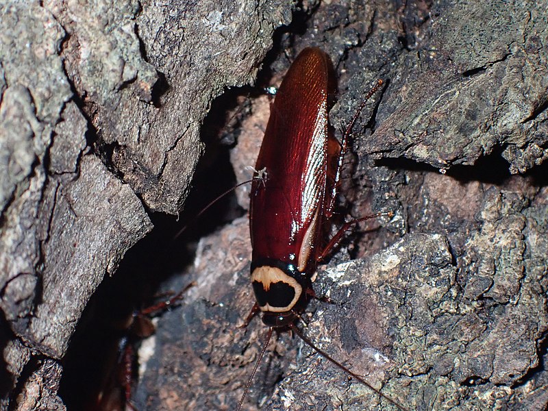 File:Periplaneta australasiae 166903935.jpg