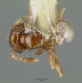 Pheidole sexdentata