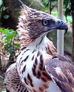 Philippine hawk-eagle Species of bird