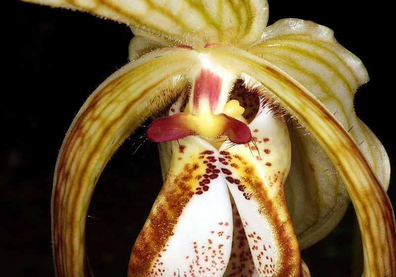 File:Phragmipedium caudatum Orchi 008.jpg