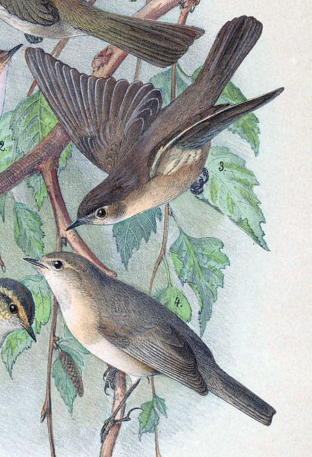 Phylloscopus sindianus 1889.jpg