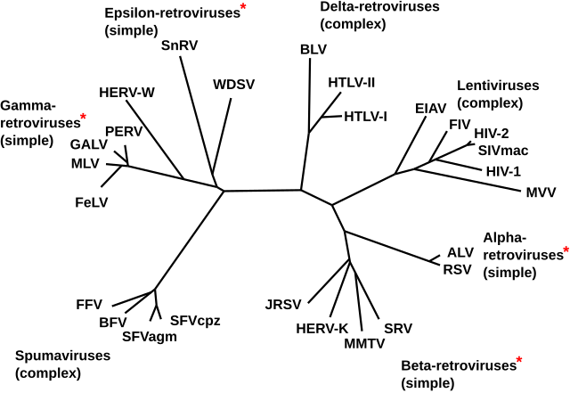 https://upload.wikimedia.org/wikipedia/commons/thumb/9/97/Phylogeny_of_Retroviruses.svg/640px-Phylogeny_of_Retroviruses.svg.png