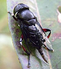 Phytomyia cf. crassa.jpg