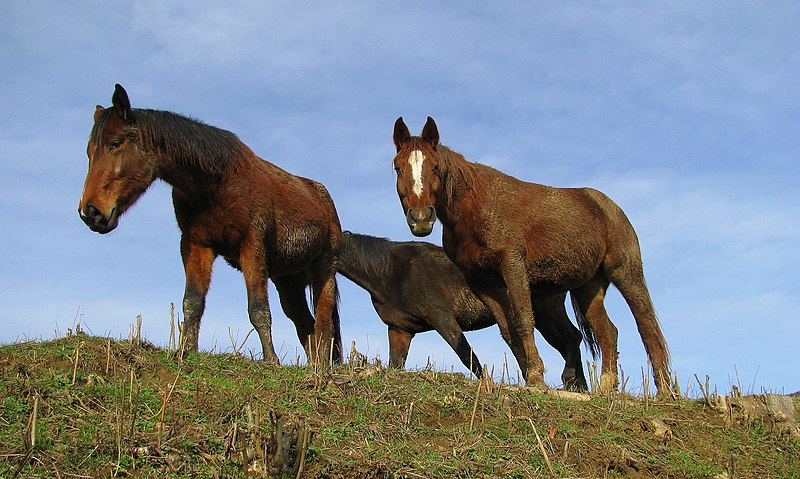 File:Pišece (4218746446).jpg