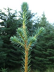 "Lammas" (late summer) growth; 24 September