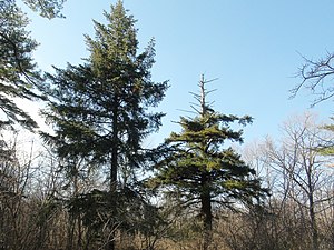 Picea torano forest of Yamanakako village.JPG