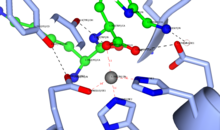 Image of the enzyme Peptidyl-Dipeptidase Dcp showing the active site where Zinc binds to two histidine residues and one glutamine residue Picture of Active Site 1Y79.png