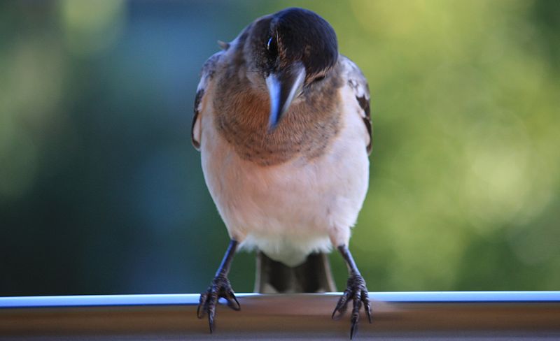 File:Pied Butcherbird, Springbrook National Park, Queensland - Australia, April 21 2014. (14610454463).jpg