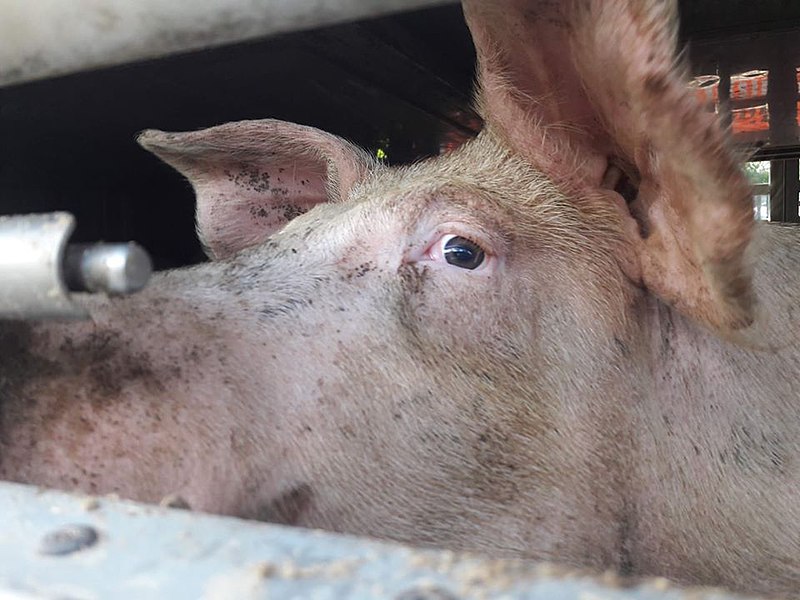 File:Pig in slaughter truck.jpg