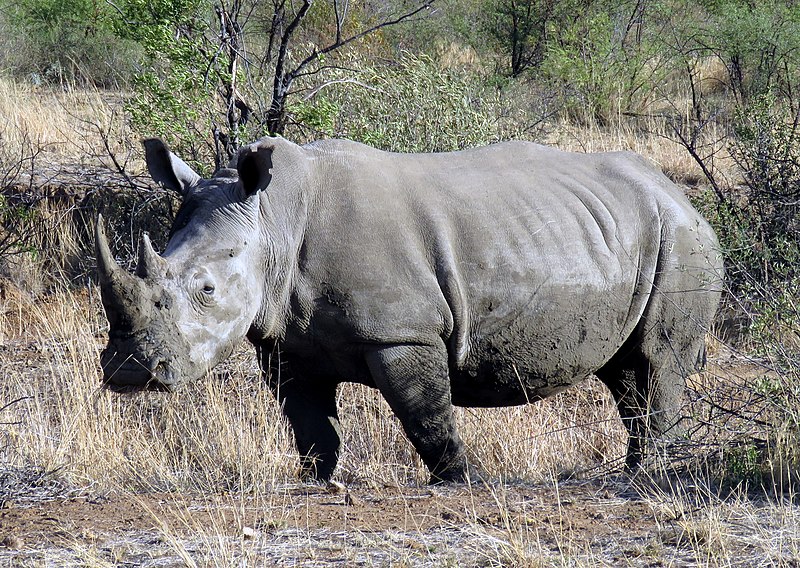 Pilanesberg Rhino.JPG