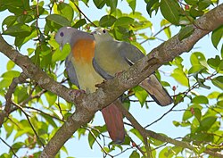 Pink-necked Green Pigeon.jpg