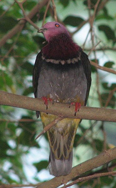 File:PinkHeadedFruitDove1.jpg