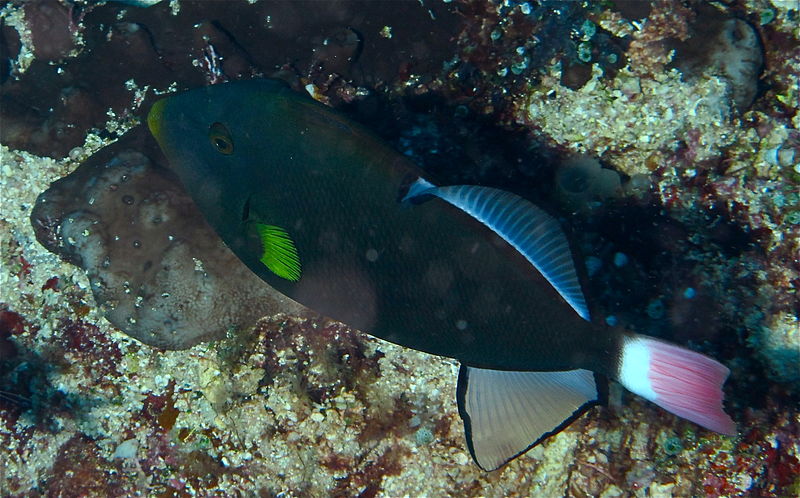 File:Pinktail Triggerfish (Melichthys vidua) (8477580926).jpg