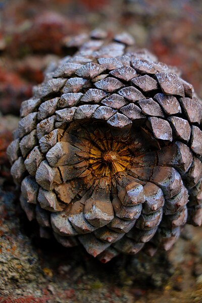 File:Pinus montezumae cone, Xaltipanapa, Puebla, Mexico.jpg