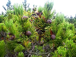 Pinus mugo 1.jpg