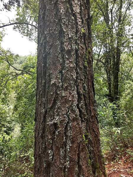 File:Pinus pseudostrobus, Morelia, Michoacán, México 5.jpg