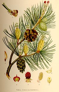 Paprastoji pušis (Pinus sylvestris)